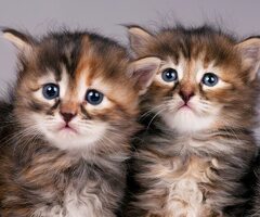 attery Kittens te koop €150 Whatsapp-nummer:  +31 6 877 322 95