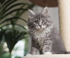 Smart Maine Coon Kittens beschikbaar