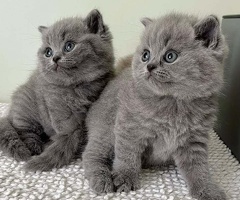 Uw kiest van Britse Chorthair Kittens te koop