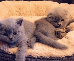 Schotse vouw en rechte kittens te koop.