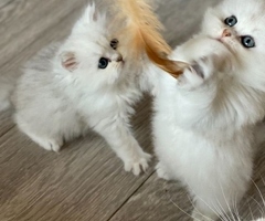 Perzische kittens klaar voor hun nieuwe huis.