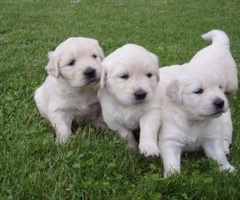 Golden Retriever Puppies beschikbaar
