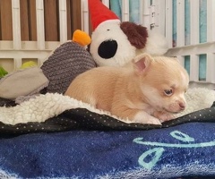 Prachtige chihuahua puppy's