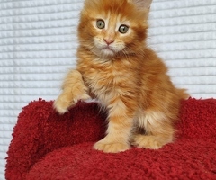 Stubenreine Maine-Coon-Kätzchen