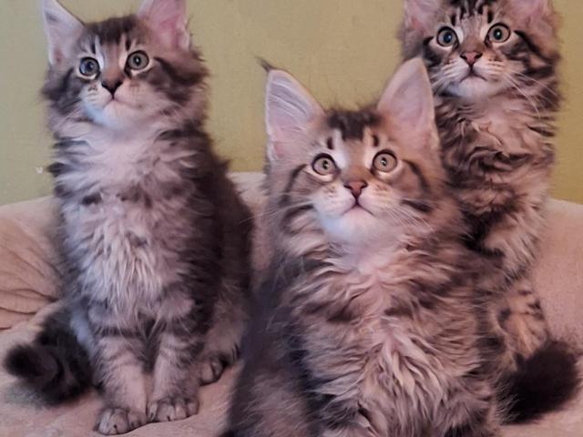 Maincoon kittens met stamboom - 1