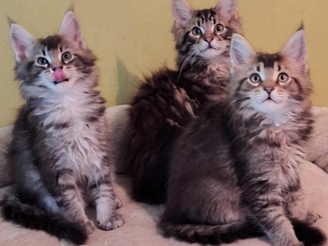Maincoon kittens met stamboom - 1