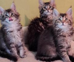 Maincoon kittens met stamboom