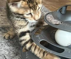 Toyger & Tigrett kittens met stamboom