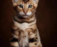 Toyger & Tigrett kittens met stamboom - 3