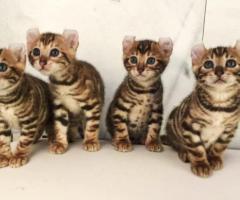 Toyger & Tigrett kittens met stamboom - 4
